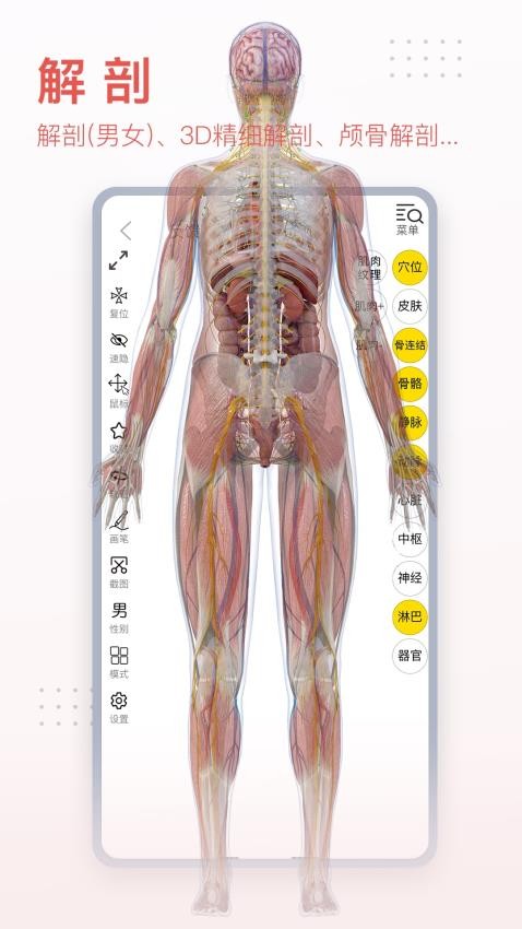 3Dbody解剖appv8.8.20截图3