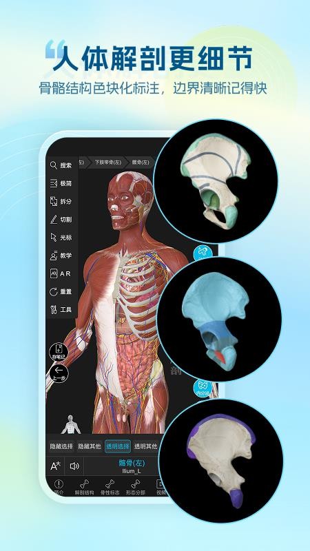 维萨里3D解剖免费版v6.9.7截图1