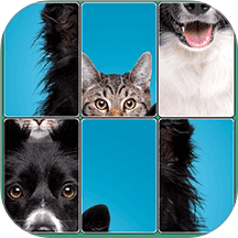 逻辑拼图手游 v1.0.0